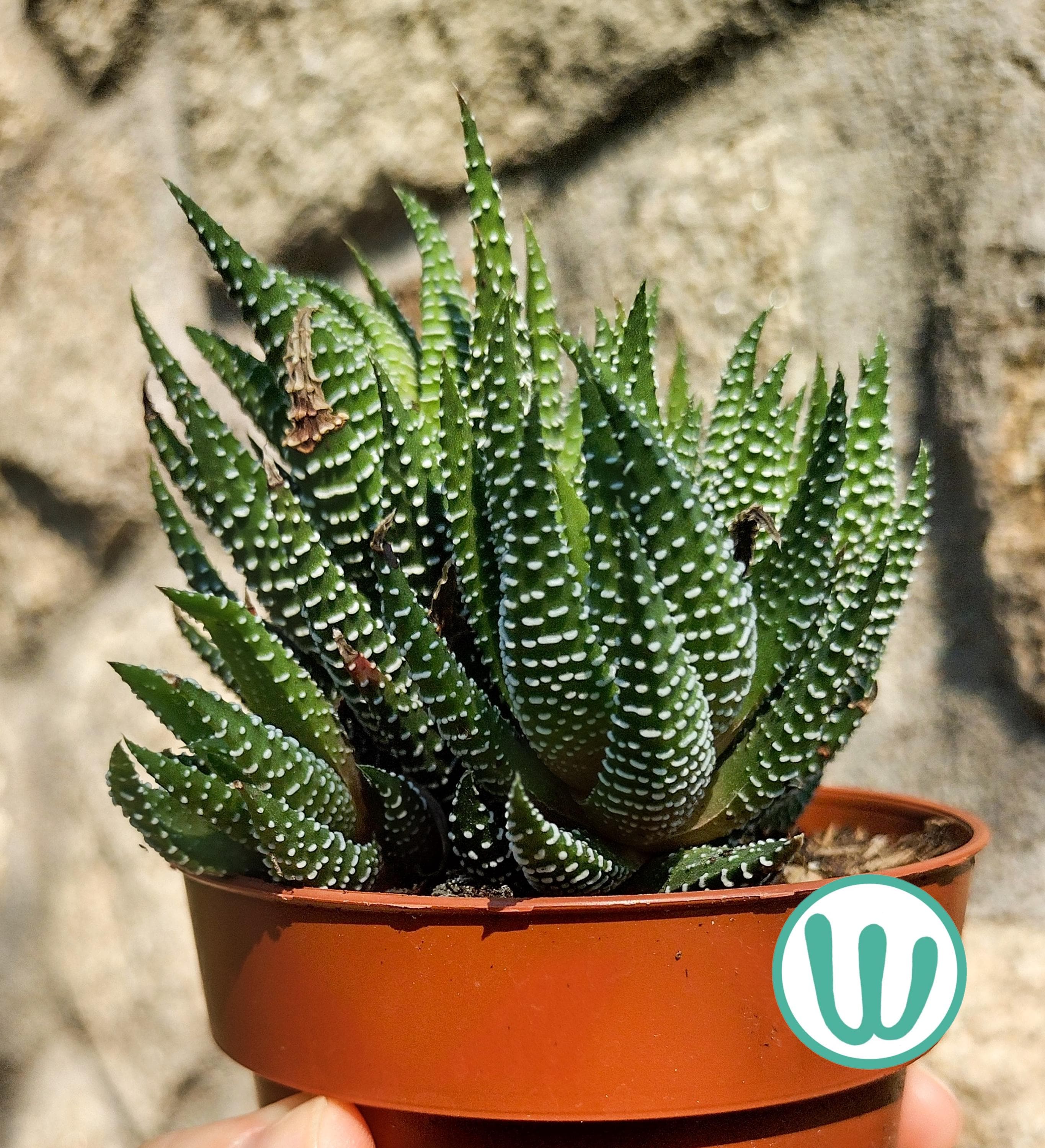 Haworthia attenuata - Etsy 日本