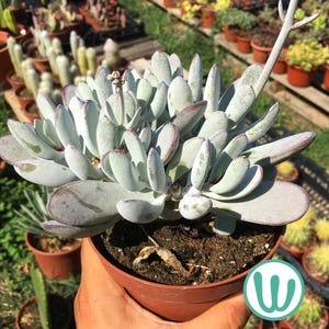 Puede incluir: Una planta suculenta en maceta con hojas redondeadas de color verde pálido bordeadas de rojo púrpura. La planta está en una maceta de plástico marrón, sostenida por una persona. Otras plantas en maceta son visibles en el fondo.