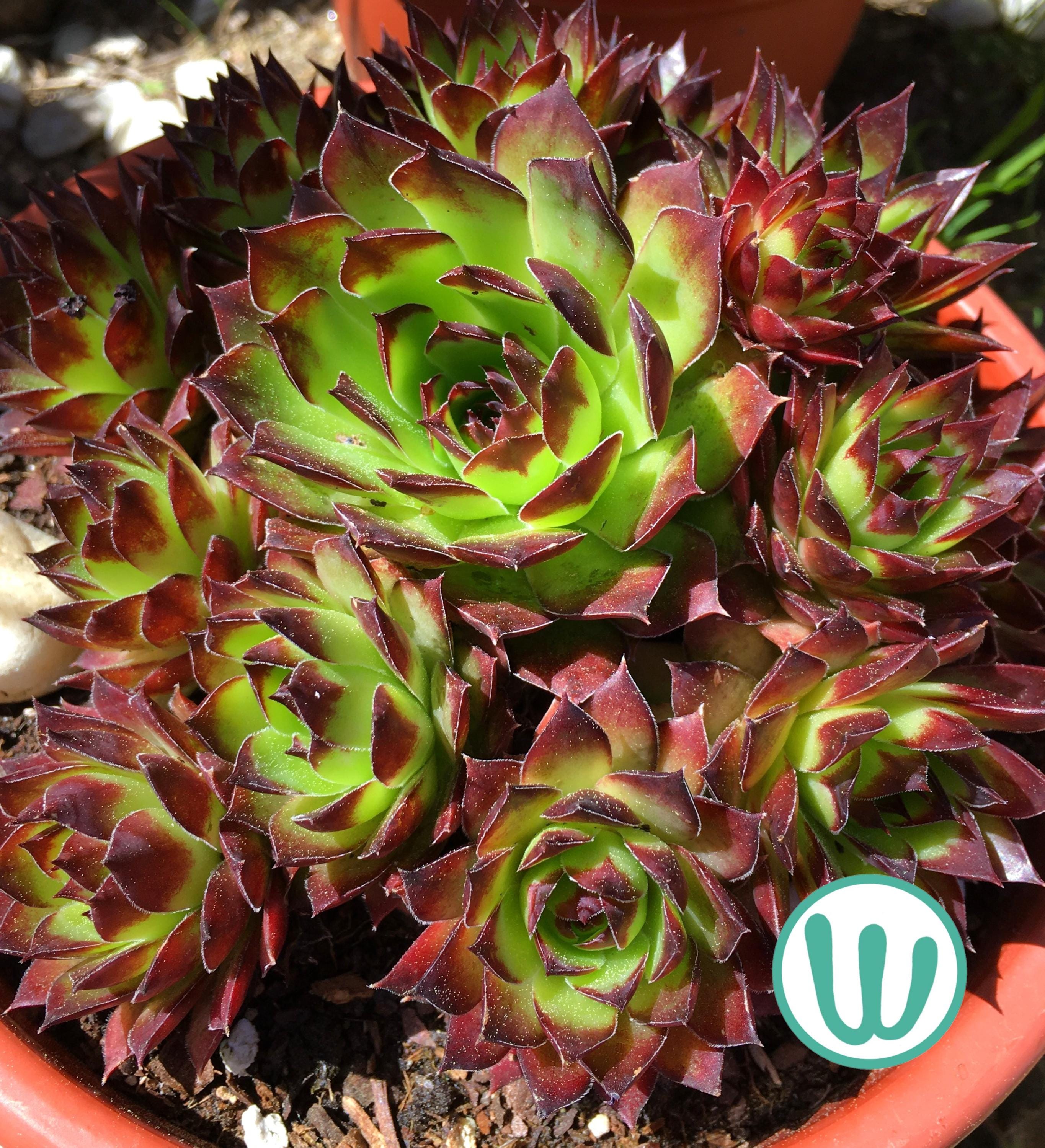 10 Sempervivums En Mélange - Succulentes Résistantes Type 'Poule Et Poussins' - Plantes Grasses En Pot Pour Débutants
