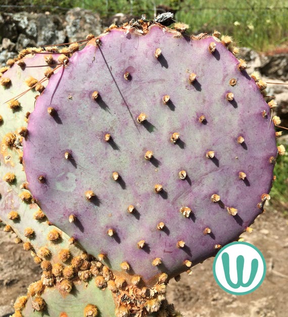 Opuntia Gosseliniana Santa Rita  Kaktus, winterhart bis USDA-Zone 7a