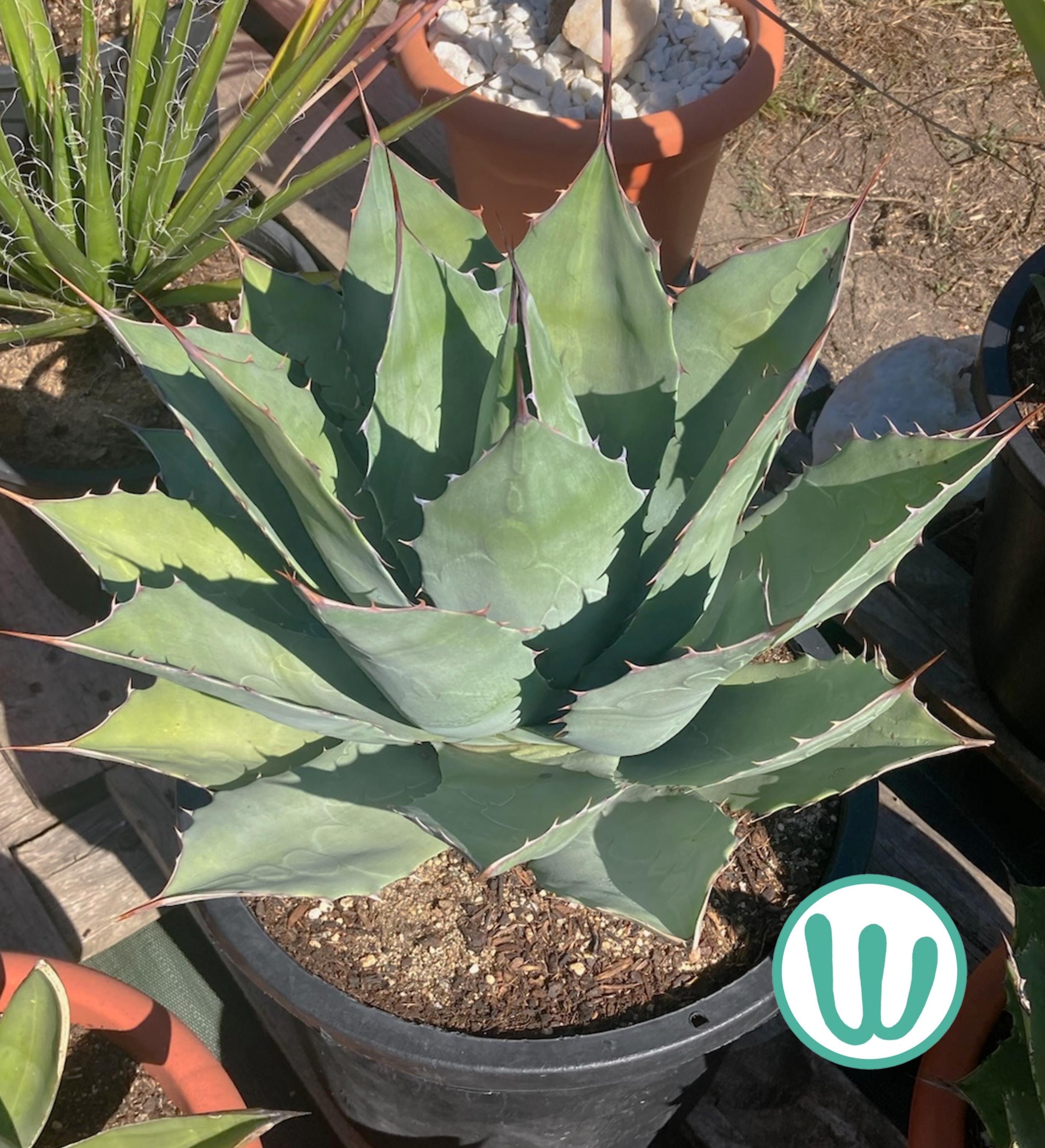 Agave potatorum - Etsy 日本