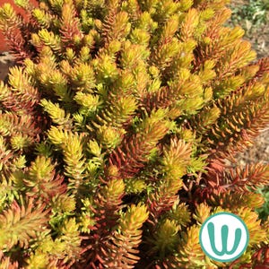 Op de afbeelding: Een close-up van een levendige groene en rode succulent. De plant heeft een dichte, bossige groeiwijze met veel kleine, puntige bladeren.