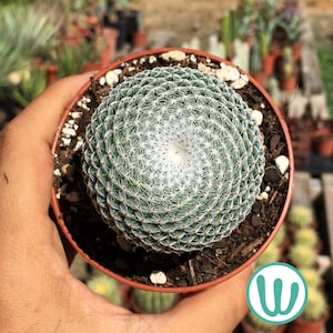 Mammillaria Pseudoperbella – Kaktus, winterhart bis USDA-Zone 8b