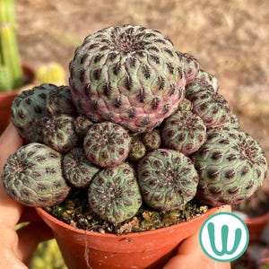 Peut inclure: Un groupe de petits cactus arrondis à la surface texturée en forme d'écailles, dans des tons de vert et de violet. Chaque segment de cactus présente des épines sombres et plumeuses disposées en motif géométrique, le tout dans un pot en terre cuite.
