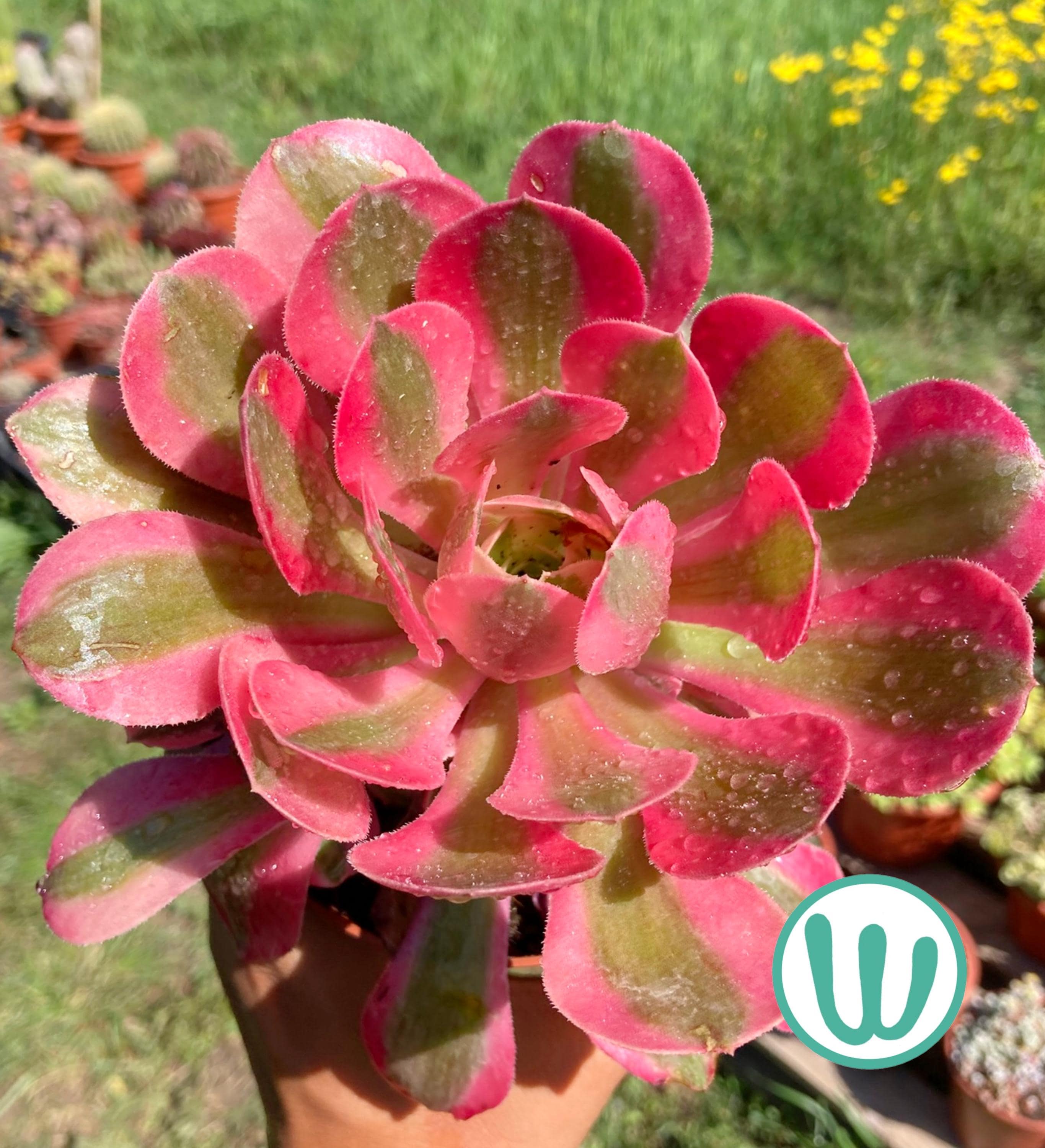 Aeonium pink witch - Etsy 日本