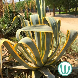 Agave Americana Marginata - Succulent cold hardy to USDA zone 8B