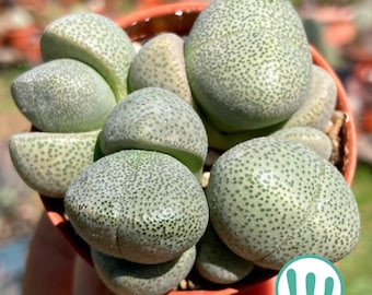 Pleiospilos Nelii - Levende Steen - Levende Succulente Plant - Levende Steen Plant