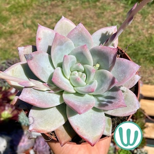 Peut inclure: Gros plan d'une plante succulente aux feuilles vert pâle et roses. Les feuilles sont disposées en rosette, avec des bords roses. La plante est dans un pot marron et est tenue par une personne. L'arrière-plan est flou.
