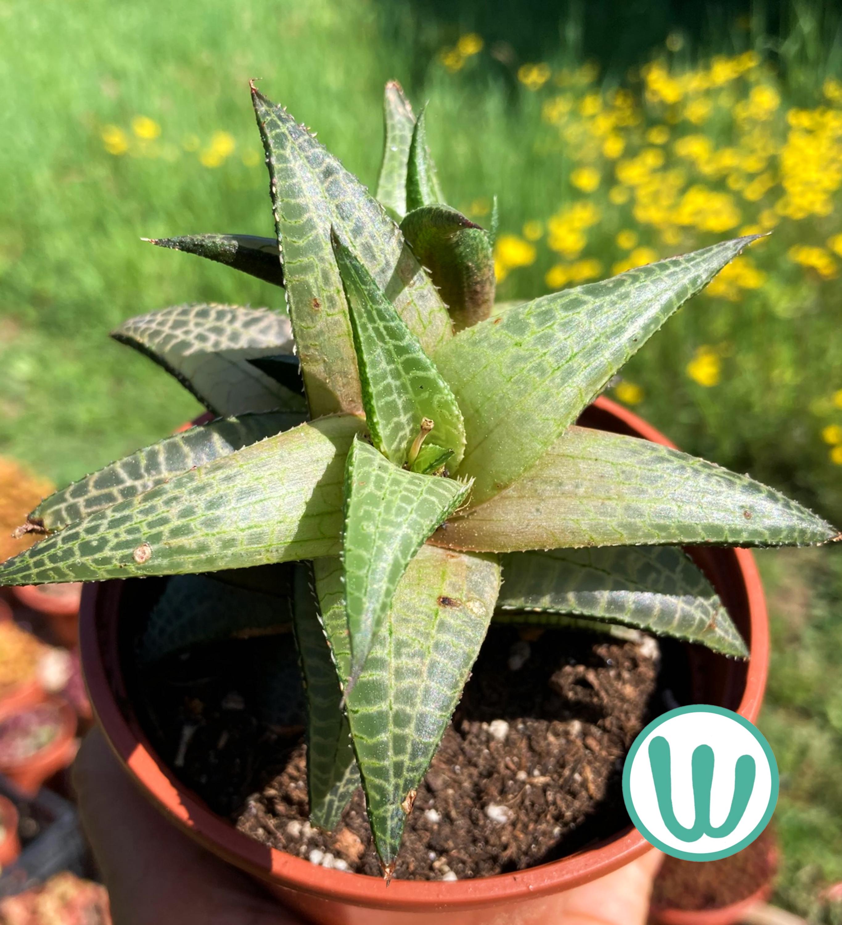 Haworthia venosa - Etsy 日本