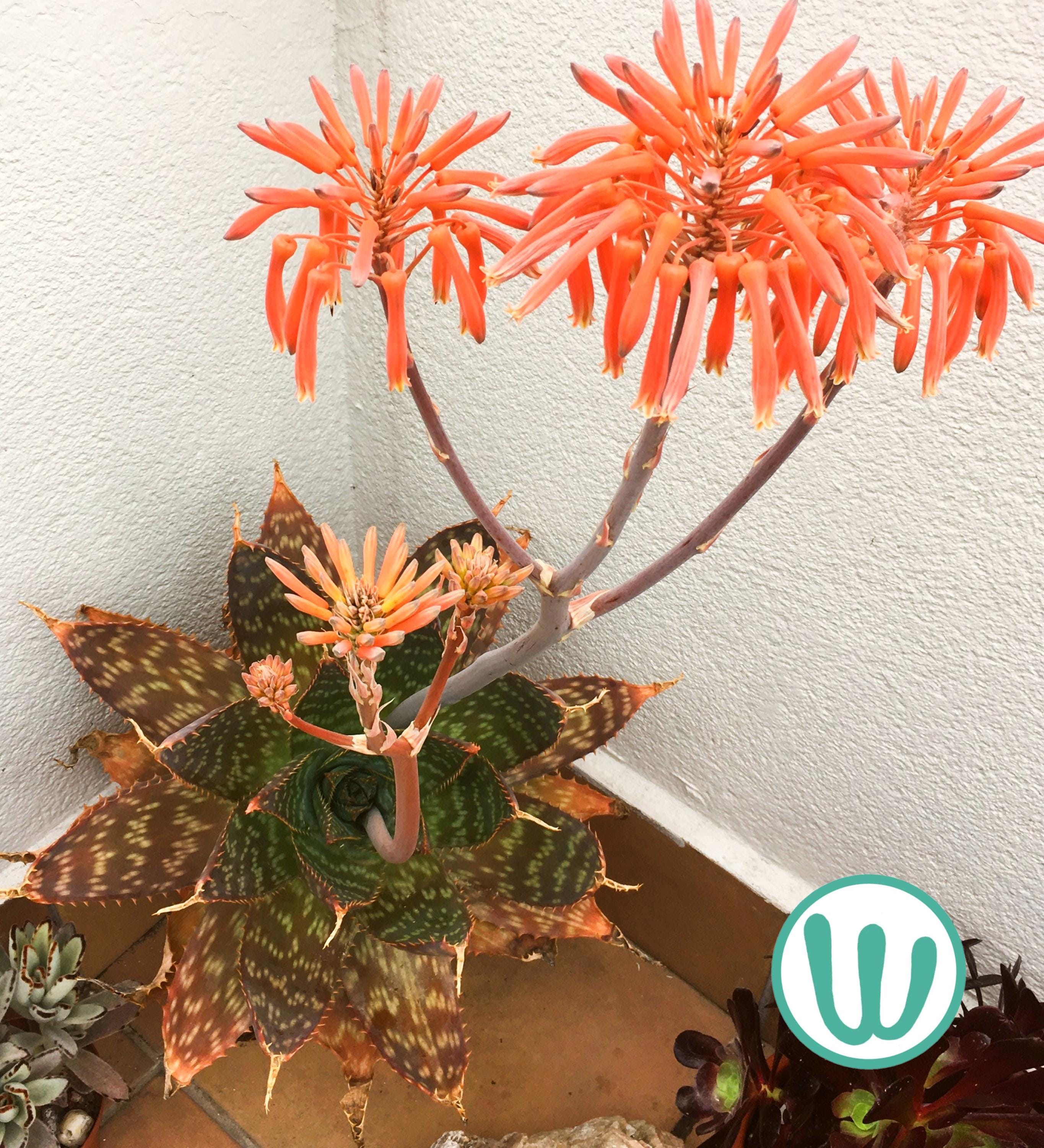 Aloe maculata - Etsy 日本