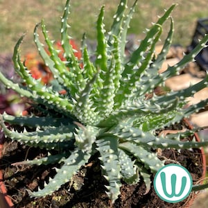 Può includere: Primo piano di una pianta succulenta verde con spine bianche appuntite. La pianta è in un vaso marrone con terreno scuro. Le foglie sono di un verde vibrante e le spine sono uniformemente distanziate.