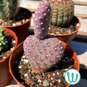 Puede incluir: Primer plano de un cactus en maceta con una almohadilla en forma de corazón y un segmento cilíndrico. El cactus es de color púrpura vibrante con puntos blancos. Otros cactus en macetas de terracota son visibles en el fondo.
