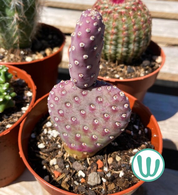 fleischfressender kaktus Opuntia pailana main image 1