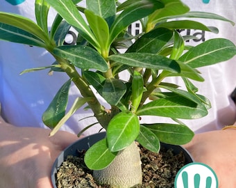 Adenium Obesum - Rosa del Desierto - Caudex - Rare succulent plant - Live plant