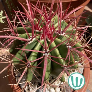 Ferocactus Stainesii - Cold hardy cactus up to zone 8A