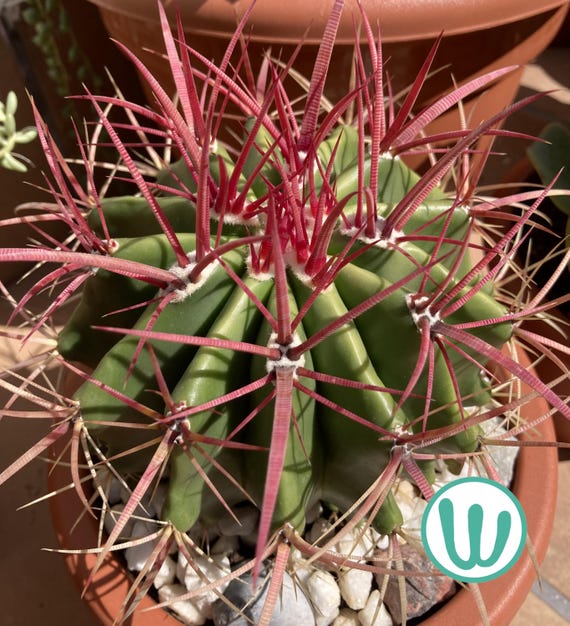 kirschlorbeer kaufen mnchen Port. Lorbeerkirsche 'Angustifolia' kaufen
