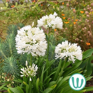 Agapanto Blanco | Agapanthus Africanus "Albus" | Planta Mediterránea Resistente
