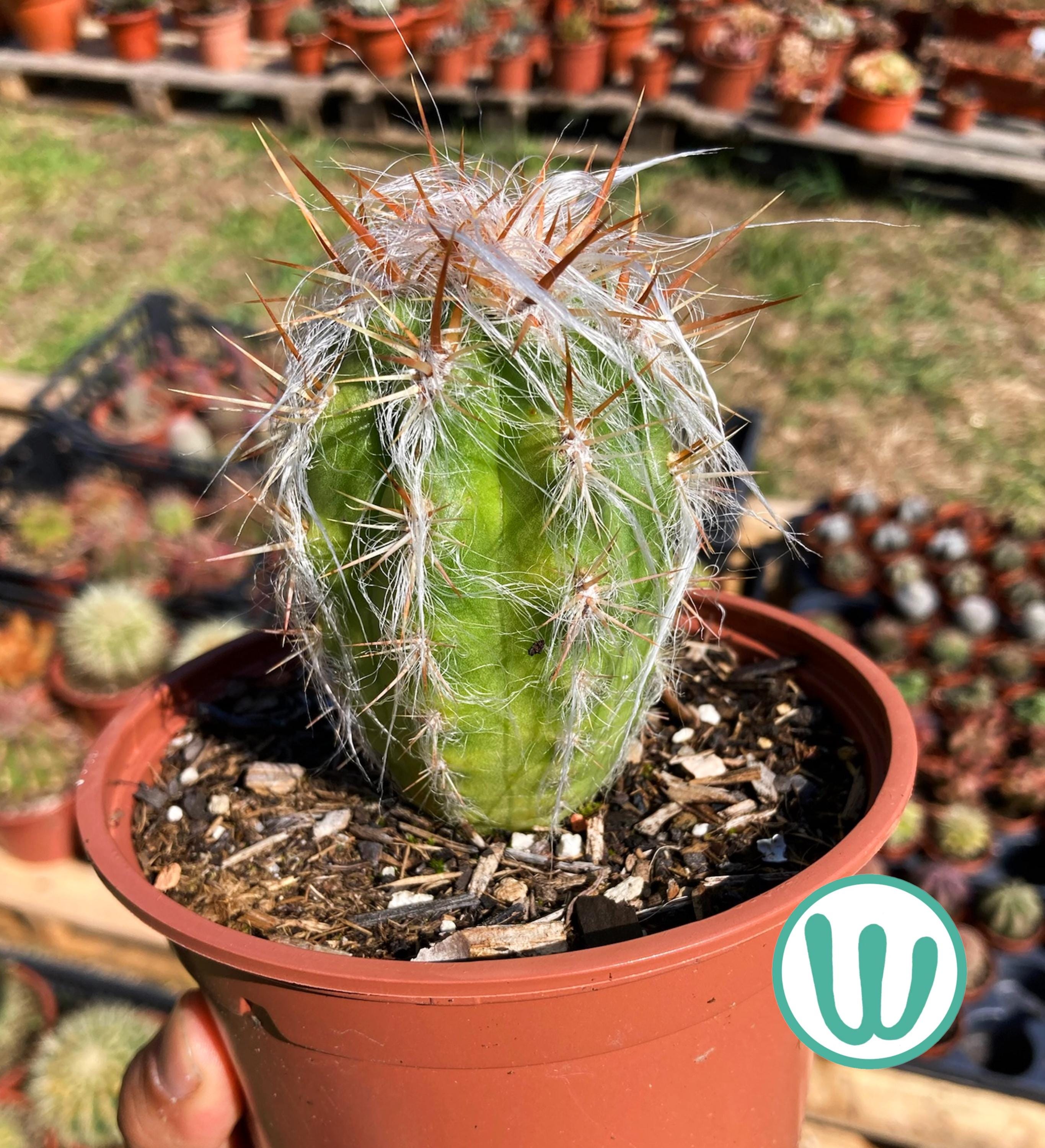 Opuntia santa rita - Etsy 日本