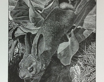 Down the Rabbit Hole