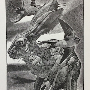 Konsttryck av ökendjur: Gravyr av Jackrabbit / Ladusvalor ÖKENTRAFIK