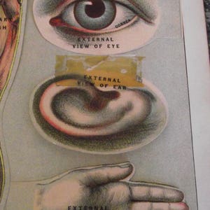 1901 EJ Stanley Hand Colored Medical Lithograph Art Leg Eye Ear Hand Foot Lift Up Prints Primitive Goth Steampunk Illustration Weird WIld