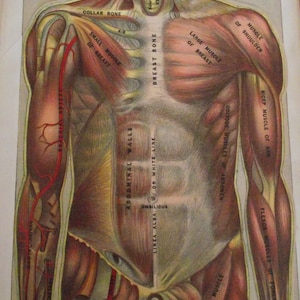 1901 Torso  EJ Stanley Hand Colored Lithograph Plate Medical Book 10 Double Side Lift Up Diagrams Cool Steampunk Goth Primitive Educational