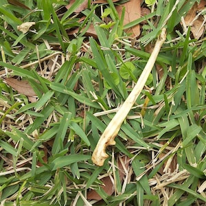 Raccoon Leg Bone Necklace