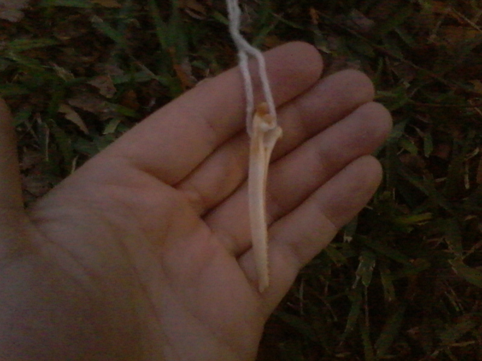 Catfish Barb Bone Necklace Etsy