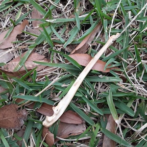 Raccoon Leg Bone Necklace