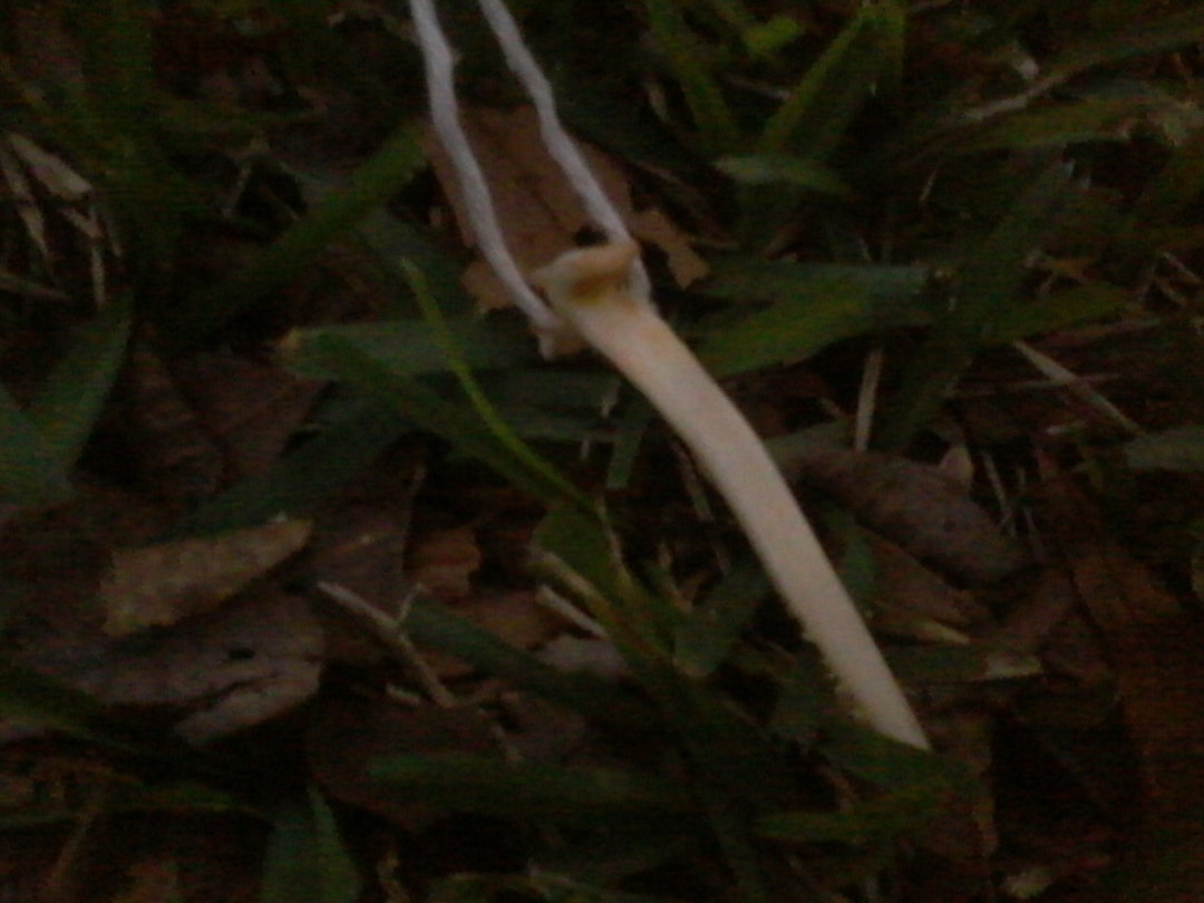 Catfish Barb Bone Necklace Etsy.de