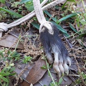 Real Opossum Paw Pendant