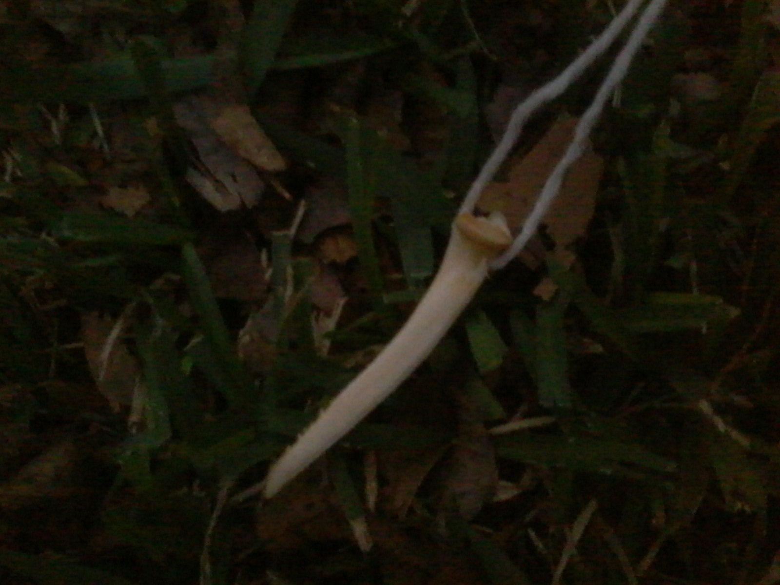 Catfish Barb Bone Necklace Etsy