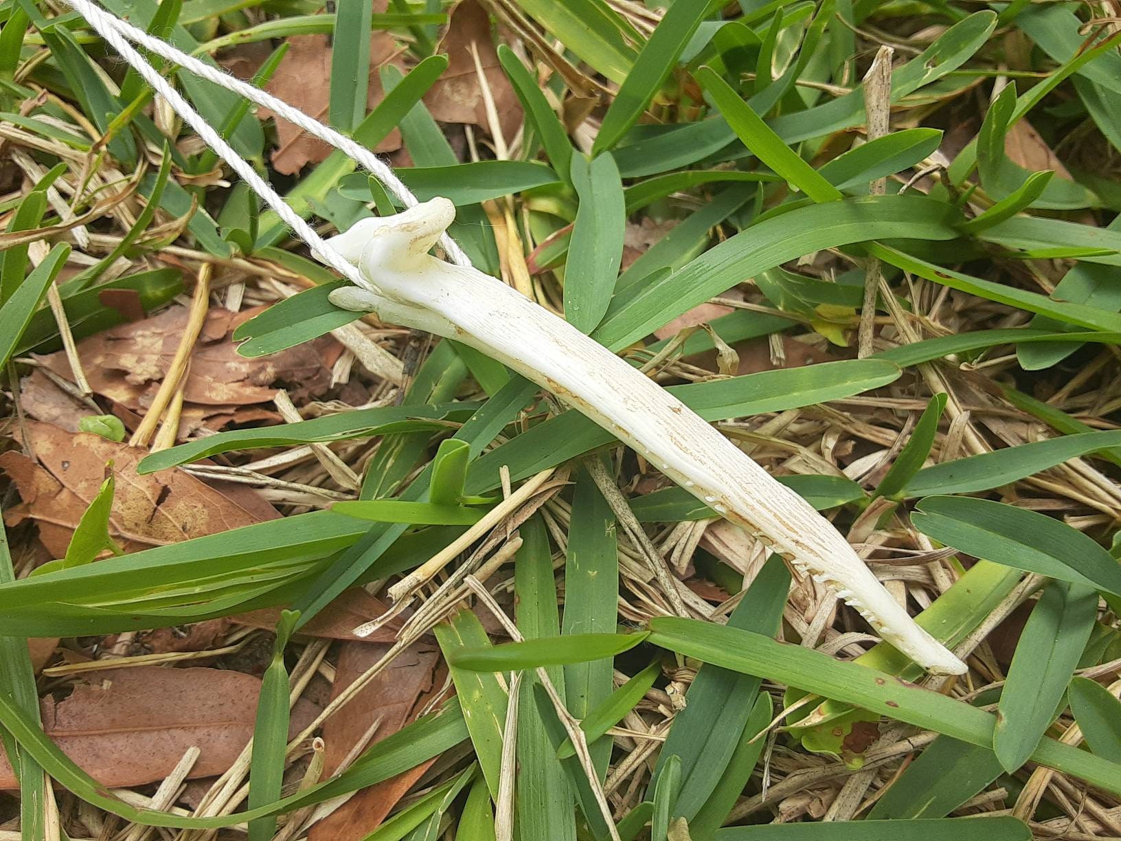Large Blue Catfish Barb Bone Pendant Etsy