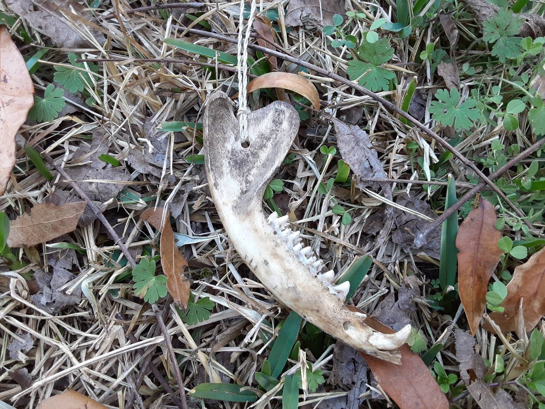 Opossum Jaw Bone Necklace - Etsy