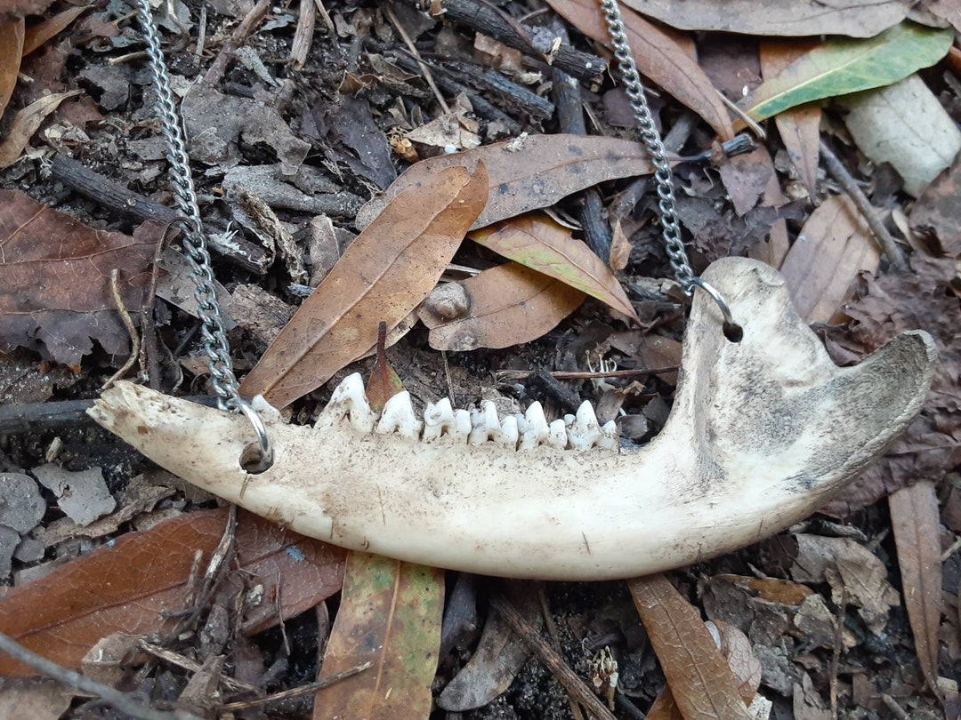 Opossum Jaw Bone Necklace - Etsy