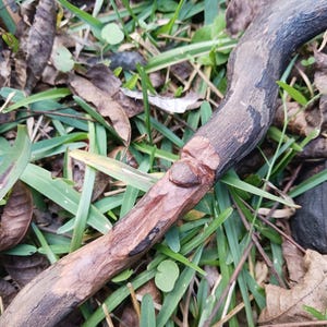 May include: A close-up of a wooden walking stick with a carved face. The stick is lying on a bed of green grass and brown leaves.