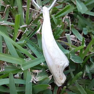 Real Catfish Jaw Bone Pendant
