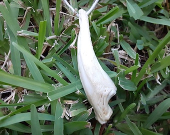 Real Catfish Jaw Bone Pendant