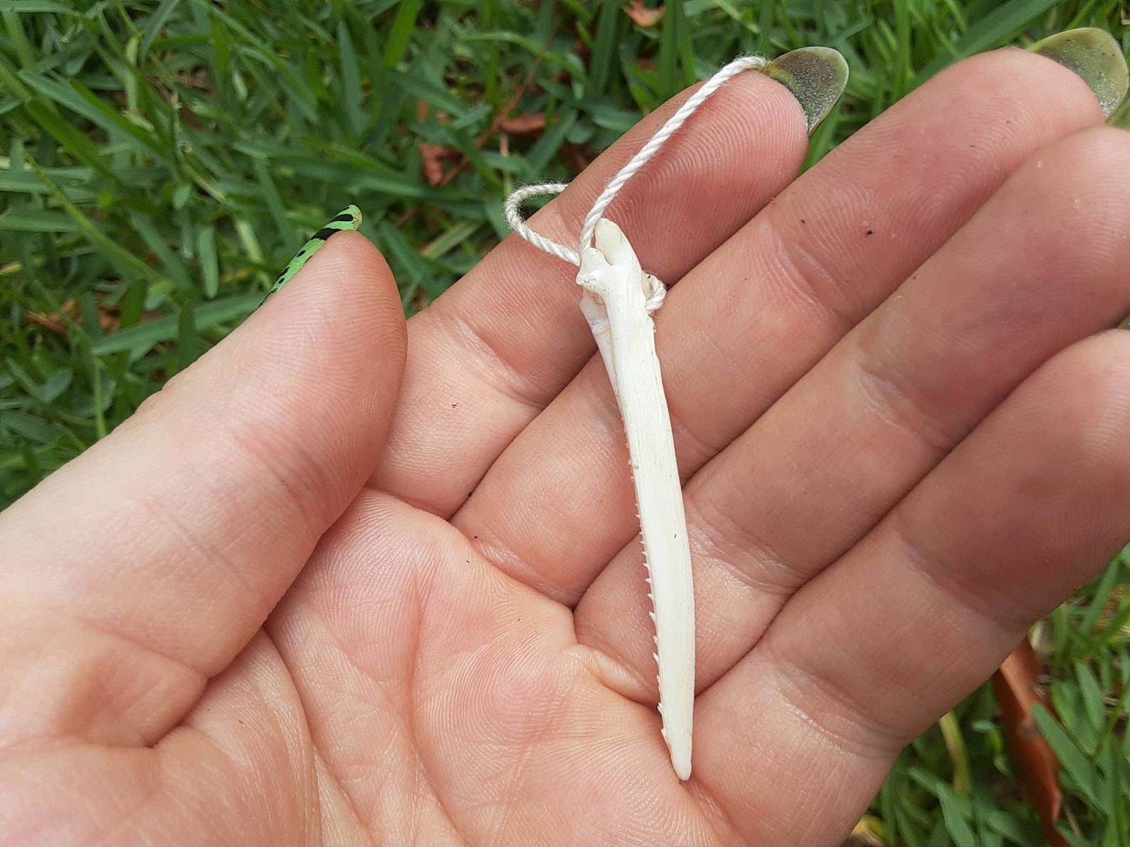 Catfish Barb Bone Necklace Etsy