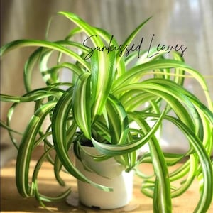 Curly Leaves Plant - Etsy