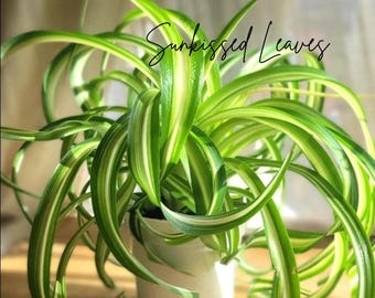 Curly Bonnie Spider Plant | Variegated Leaves, Easy Care Houseplant (4 Inch Pot)