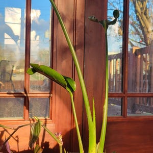 Bird of Paradise Live Plant Mystery Color