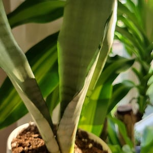 Rare Moonshine Sansevieria-rooted