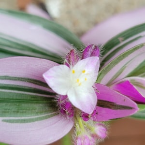 Tradescantia-Bare Root