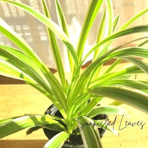 May include: A potted spider plant with long, green and white striped leaves. The plant is in a black pot, and the text "Sunkissed Leaves" is written in cursive on the image. The plant is in front of a window.