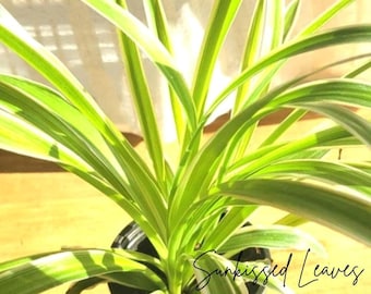 Reverse Variegated Live Spider Plant | Easy Care Houseplant | 4 Inch Pot