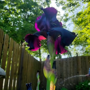 Award-Winning Heirloom Purple Iris Bulbs-Deep Rich Color, Rare Garden Perennial