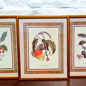 Impressions botaniques françaises de fruits | Art mural encadré | prunes, pêches, cerises | Illustrations françaises anciennes | Décoration champêtre française