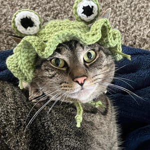 May include: A tabby cat wearing a handmade green crochet frog hat with large white and black eyes. The cat has green eyes and long white whiskers. The hat is secured with a green tie under the cat's chin.