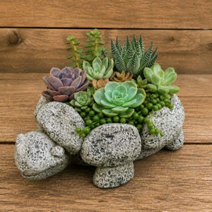 May include: A turtle-shaped planter made of grey speckled stone, filled with a variety of succulents including a purple echeveria, a light green rosette, a spiky dark green haworthia, and trailing green beads, creating a dense botanical arrangement.